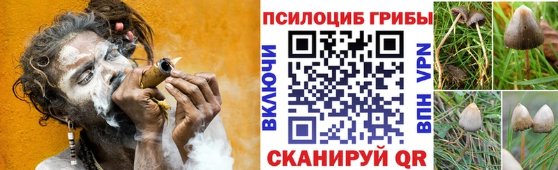 Псилоцибиновые грибы Psilocybe Тобольск